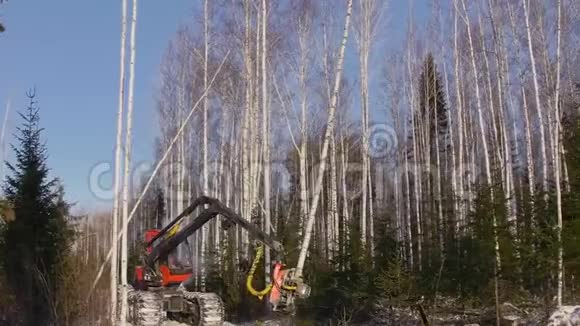 植树准备工作用推土机砍伐树木用推土机铲除森林叉车视频的预览图