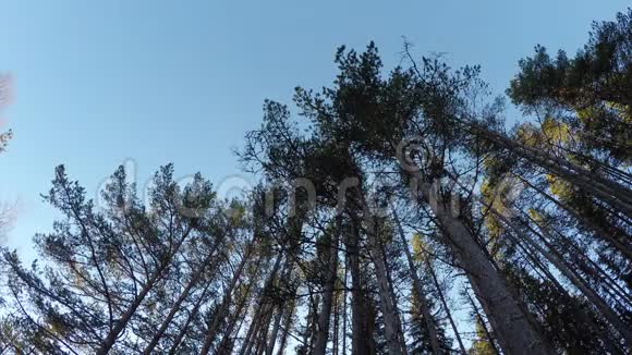 秋日寒风吹袭高大的松树林视频的预览图