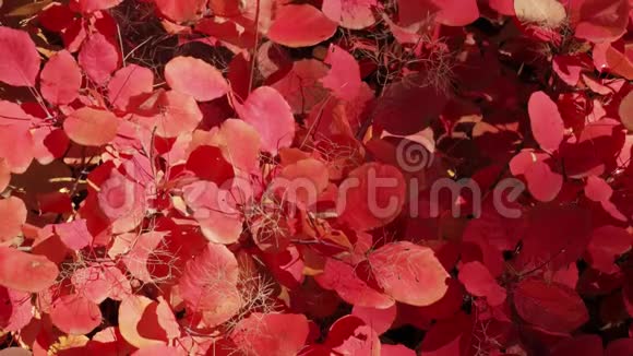 阳光下有红色和金色叶子的灌木视频的预览图