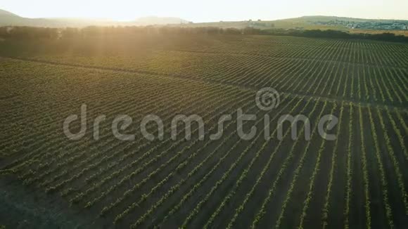 空中镜头俄罗斯夕阳下美丽的葡萄园视频的预览图