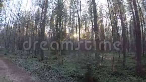 清晨的阳光下漫步在冷峻的森林土路上周围是茂密的松树视频的预览图