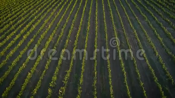 空中镜头俄罗斯夕阳下美丽的葡萄园视频的预览图