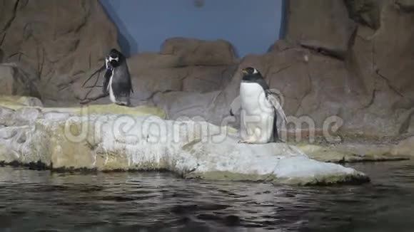 北极企鹅视频1080P视频的预览图