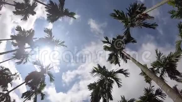 视频片段蓝天背景上的棕榈树旅游避暑度假和热带视频的预览图