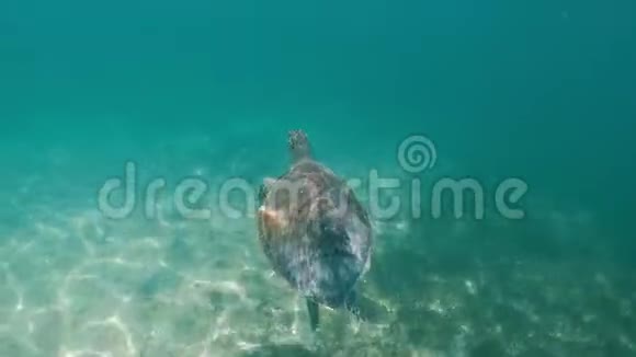 海龟在加勒比热带水域游泳视频慢动作高清视频的预览图
