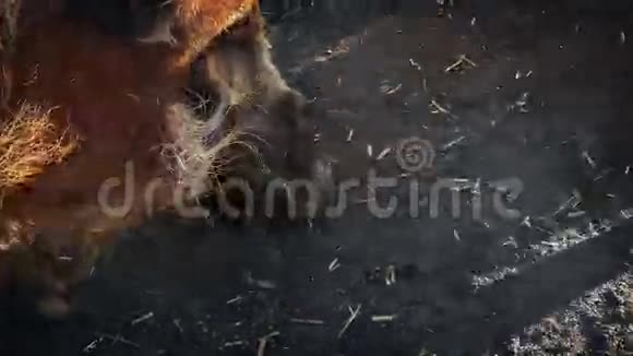疣猪嗅地视频的预览图