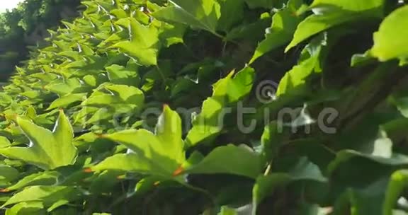 房子特写墙上的常春藤藤蔓植物视频的预览图