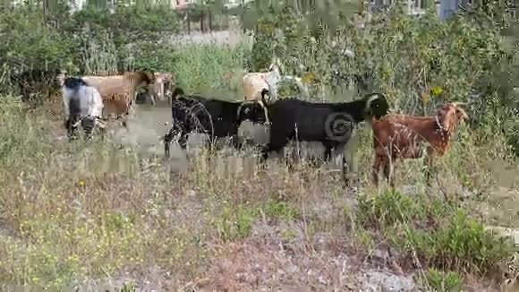 山羊在田里放牧视频的预览图