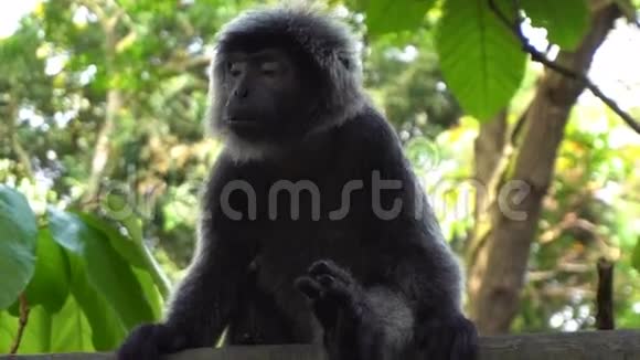 动物园里的黑长臂猿视频的预览图