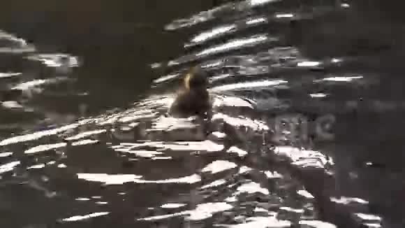 鸭子和小鸭子在水中游泳特写视频的预览图