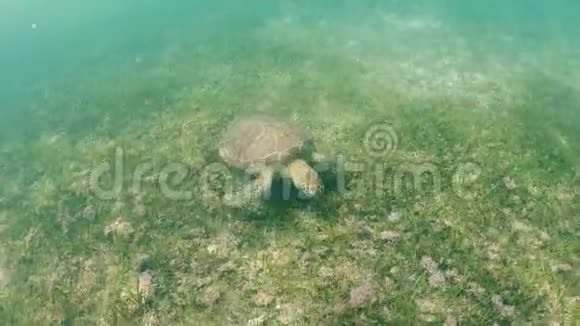 海龟在加勒比热带水域游泳视频慢动作高清视频的预览图