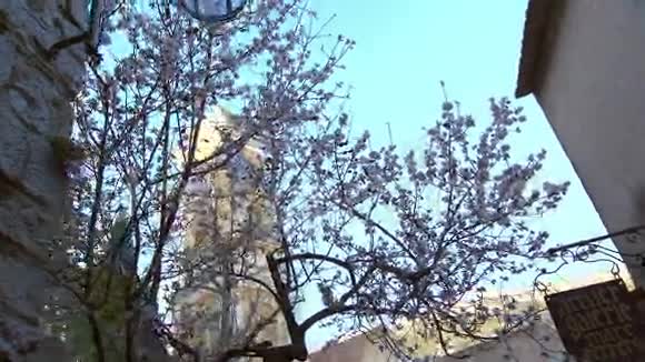 戛纳盛开的苹果树视频的预览图