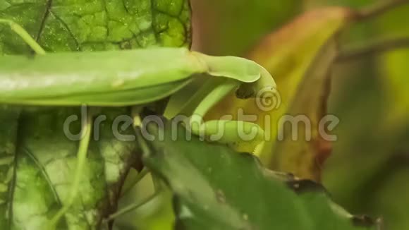 绿叶上的绿螳螂视频的预览图
