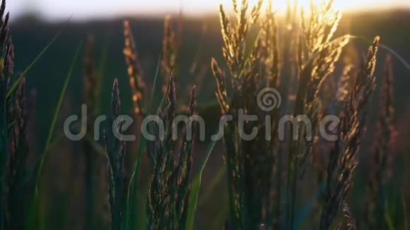 草甸高高的草在风中摇曳夕阳的光芒美丽地照亮了植物视频的预览图