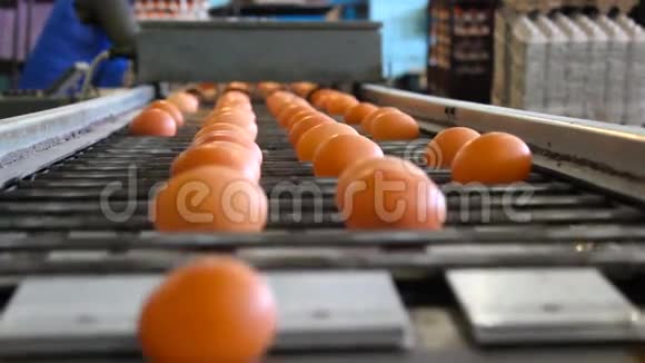 新鲜和生鸡蛋在传送带上被移到包装屋消费主义鸡蛋生产自动化视频的预览图