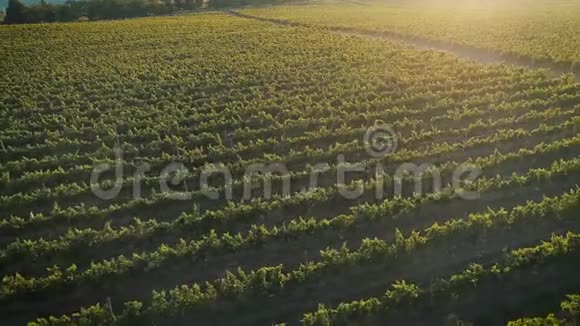 空中镜头俄罗斯夕阳下美丽的葡萄园视频的预览图