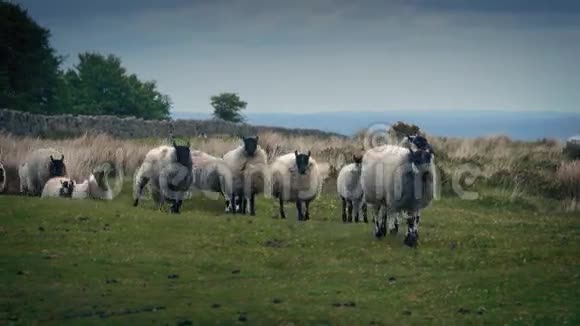 羊群走在荒野上视频的预览图