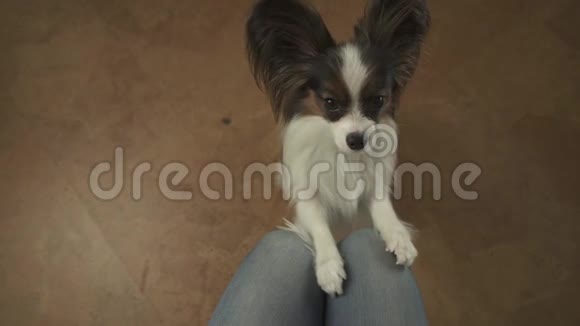 狗帕皮隆用爪子拍打主人的膝盖乞求主人给狗喂食录像视频的预览图