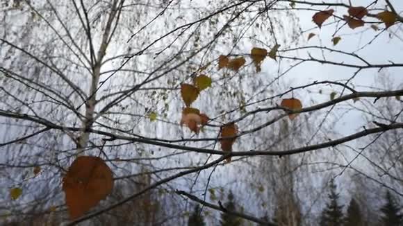桦树的叶子在风中摇摆视频的预览图