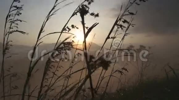 在埃拉小亚当的山顶上日出时风中长草的景色艾拉是南部一个美丽的小困镇视频的预览图