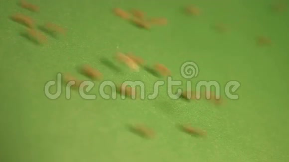荞麦在绿色背景上慢动作特写镜头垂直平底锅3射击视频的预览图