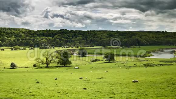 英国乡村时代的绿野和放牧绵羊视频的预览图