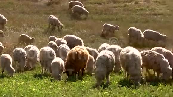 成群的羊在吃草视频的预览图
