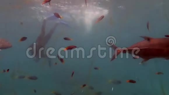 在澳大利亚昆士兰大堡礁与热带鱼自由潜水视频的预览图