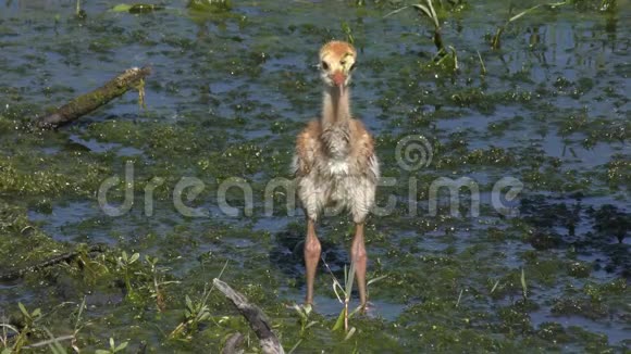 湿地中的沙丘鹤小鸡视频的预览图
