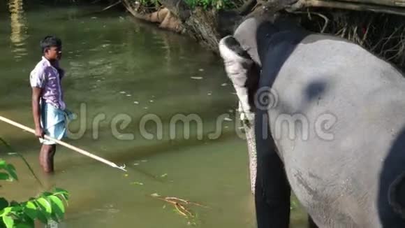 SIGIRIYASRILANKA2014年2月大象站在溪流中吃植物的景象更新s常见做法视频的预览图