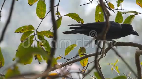 黑乌鸦坐在公园的树枝上慢动作关闭视频的预览图