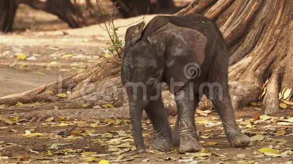 非洲灌木状象非洲小象和它的母亲一起喝吸奶走路和吃树叶视频的预览图