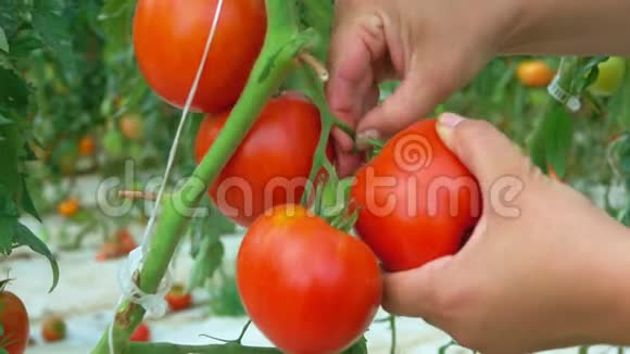 在大温室里收获成熟的西红柿视频的预览图