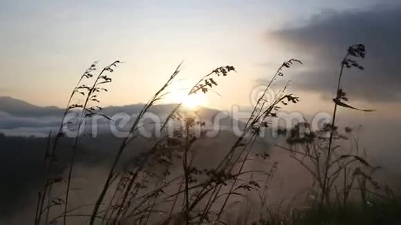 在埃拉小亚当的山顶上日出时风中长草的景色艾拉是南部一个美丽的小困镇视频的预览图