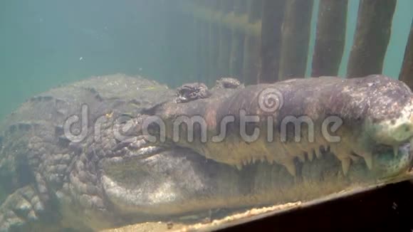睡在水族馆的巨型鳄鱼画像视频的预览图