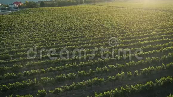 空中镜头俄罗斯夕阳下美丽的葡萄园视频的预览图