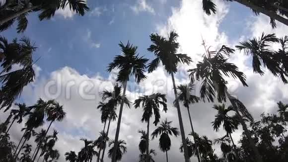 视频片段蓝天背景上的棕榈树旅游避暑度假和热带视频的预览图