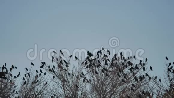 成群的乌鸦坐在鸟的树梢上鸟群迁徙鸟群飞鸦视频的预览图