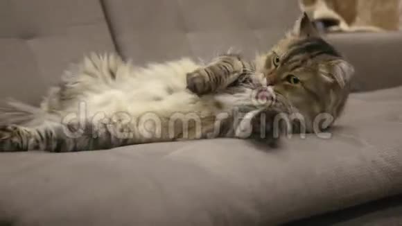 美丽蓬松的毛茸茸的猫躺在沙发上舔爪子洗了4K视频的预览图