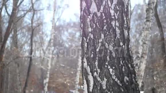 美丽的桦树特写在冬天的森林里有美丽的阳光4k视频的预览图