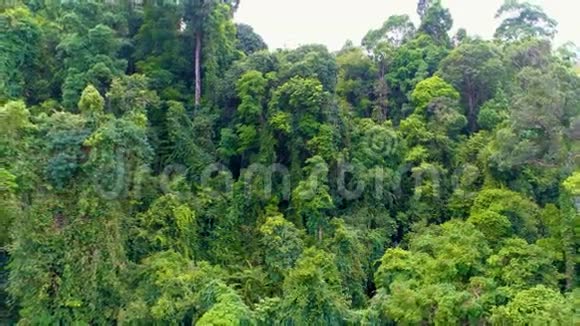 热带森林向后走空中飞行泰国视频的预览图