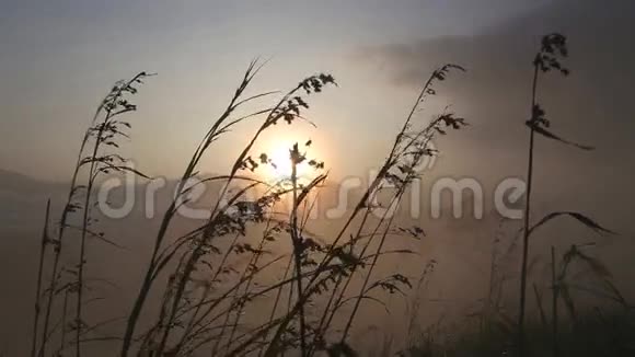 在埃拉小亚当的山顶上日出时风中长草的景色艾拉是南部一个美丽的小困镇视频的预览图