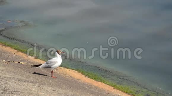 美丽的海鸥站在混凝土堤岸上走开了视频的预览图