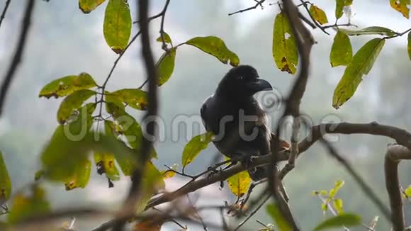 黑乌鸦坐在公园的树枝上慢动作关闭视频的预览图