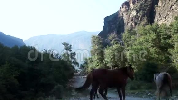 马跑过峡谷小径视频的预览图