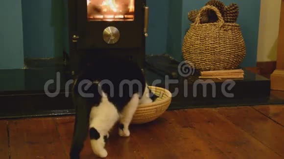 大猫和小篮子视频的预览图