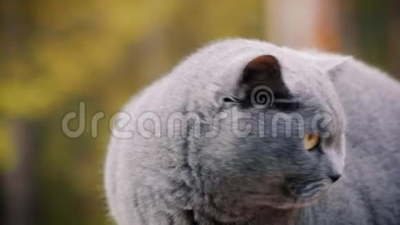 灰色英国猫在森林里摆姿势视频的预览图