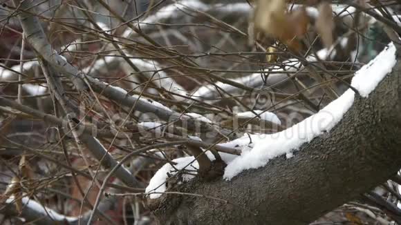 白雪覆盖着树的树枝视频的预览图