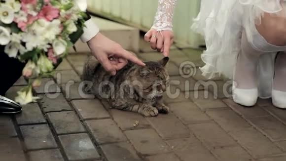 新娘和新郎抚摸一只猫视频的预览图