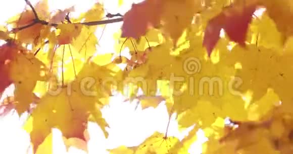 阳光透过微风吹拂的落叶枫树视频的预览图